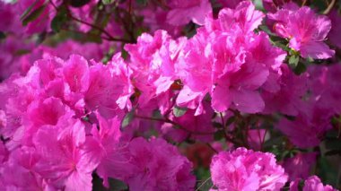 Azalea tomurcuğu. Bahçedeki Rhododendron bitkisi. Pembe taçyaprağı yakın plan.