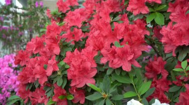 Azalea tomurcuğu. Bahçedeki Rhododendron bitkisi. Kırmızı taç yaprağı