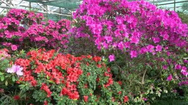 Azalea tomurcuğu. Botanik bahçesindeki Rhododendron bitkisi.