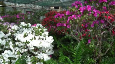 Azalea tomurcuğu. Bahçedeki Rhododendron bitkisi. Beyaz taçyapraklı kaplama
