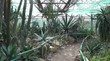 Farklı tipte kaktüsler, şekiller ve boyutlar. Sulu bitkiler. Dikenli çiçekler. Sera bahçesi