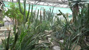 Farklı tipte kaktüsler, şekiller ve boyutlar. Sulu yeşil bitkiler. Dikenli çiçekler. Sera bahçesi