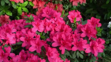 Azalea tomurcuğu. Bahçedeki Rhododendron bitkisi. Pembe taç yapraklı çiçek arkaplanı