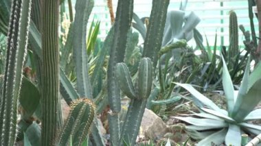 Farklı tipte kaktüsler, şekiller ve boyutlar. Sulu bitkiler. Dikenli çiçekler. Kaktüs ve Agave.