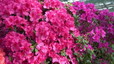 Azalea tomurcuğu. Bahçedeki Rhododendron bitki ağacı. Pembe ve mor yapraklı çiçekler.