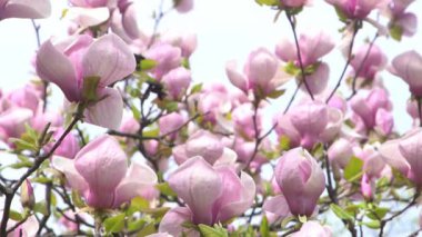 Pembe manolya çiçekleri. Bahçedeki bir ağaç dalında çiçek tomurcukları. Bahar çiçekli doğa yaprağı