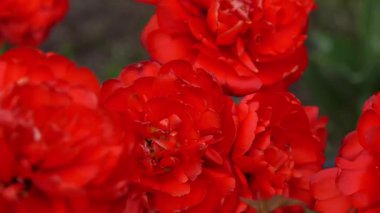 Kırmızı laleler çiçek arka planda taç tomurcuğu. Bahar bahçesi.