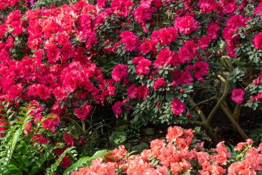 Azalea tomurcuğu. Bahçedeki Rhododendron bitkisi. Çiçek arkaplan. Kızıl çalı çiçekleri açar.
