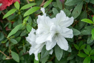 Azalea beyaz tomurcuk çiçeği. Bahçedeki Rhododendron bitkisi. Çiçek arkaplan. Pembe çalı