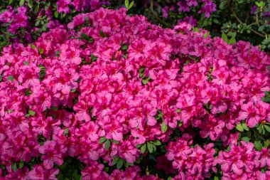 Azalea tomurcuğu. Bahçedeki Rhododendron bitkisi. Çiçeksel doğa geçmişi. Pembe çalı.