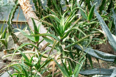 Aloe çiçeği. Yeşil bitki yaprağı büyüyor