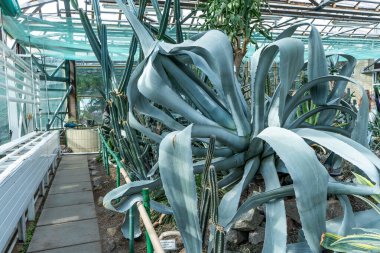 Agave yeşil çiçek büyür. Sera bahçesinde büyük bir bitki