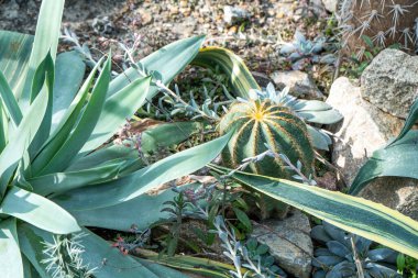 Farklı tipte kaktüsler, şekiller ve boyutlar. Sulu bitkiler. Dikenli çiçekler. Kaktüs ve Agave.