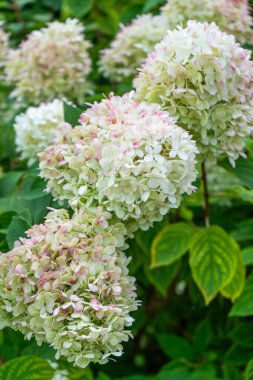 Ortancalar çiçek açar. beyaz pembe tomurcuk Hydrangea çiçek çiçeği hortensiya çalısı