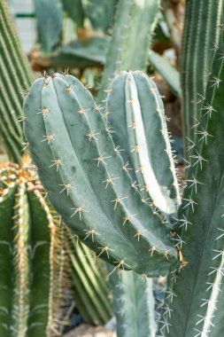 Farklı tipte kaktüsler, şekiller ve boyutlar. Sulu bitkiler. Dikenli çiçekler. Kaktüs yakın çekim