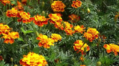 Kadife çiçeği bahçesi. Portakal yaprağı tomurcuğu. Bitki yaprağı