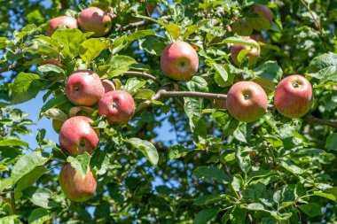 Ağaçtaki kırmızı elmalar. Meyve hasadı bahçesi