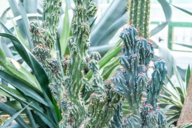 Eşsiz Kaktüs Çeşitliliği. Sulu bitkiler. Dikenli çiçekler. Kaktüs