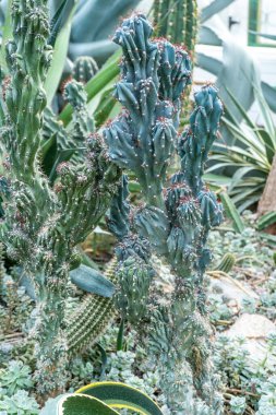 Farklı tipte kaktüsler, şekiller ve boyutlar. Sulu bitkiler. Dikenli çiçekler. Kaktüs