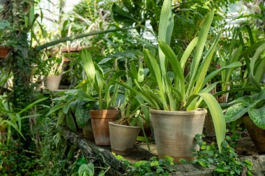 Bahçedeki seramik saksılarda Cattleya çiçekleri yetiştiriyor. Orkide koleksiyonu. Çiçek yetiştirme. Yeşil çiçek