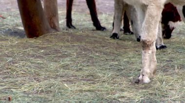 Alpaca Vicugna Pacos hayvan devenin anavatanından. Lama yemek yiyor.