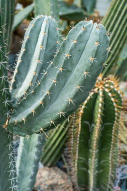 Farklı tipte kaktüsler, şekiller ve boyutlar. Sulu bitkiler. Dikenli çiçekler. Kaktüs gittikçe yakınlaşıyor