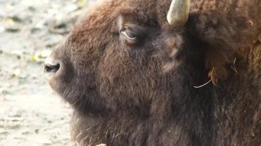 Kafası geviş getiren birinin profili. Burun ve ağız. Bizon çiğneme. Bizon memeli kahverengi kürklü hayvan. Göz portresi