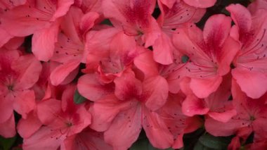 Azalea tomurcuğu çiçeği yakın plan. Bahçedeki Rhododendron bitkisi. Çiçek arka planı