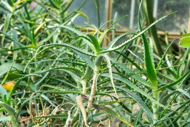 Aloe çiçeği. Yeşil bitki yaprağı büyüyor. Şifalı bitkiler.