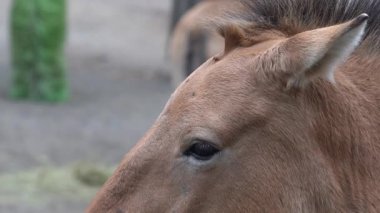 Kahverengi At. Przewalski At Hayvanı profili.