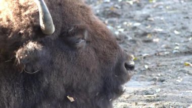 Kafası geviş getiren birinin profili. Burun ve ağız. Bizon çiğneme. Bizon memeli kahverengi tüylü boynuzlu hayvan.