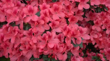 Azalea tomurcuğu. Bahçedeki Rhododendron bitkisi. Çiçekli bahar arka planı