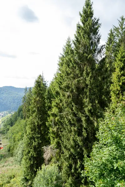 Yeşil Orman ağaçları. Doğa arkaplanı.