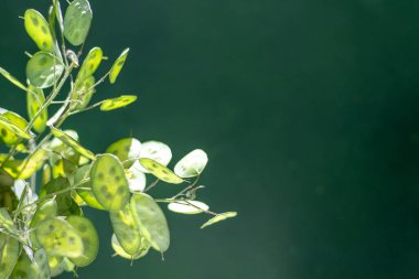 Yeşil yapraklı arka plan. Lunaria Annua gidiyor. Kurumuş çiçek para bitkisi.