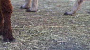 Alpaca Vicugna Pacos hayvan devenin anavatanından. Kahverengi yün kafa.