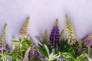 Lupine çiçekleri. Mor pembe tomurcuklar. Çiçek yapraklı arka plan. Lupinus yabani çiçeği
