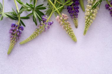 Lupine çiçekleri. Mor pembe tomurcuklar. Çiçek yapraklı arka plan. Lupinus yabani çiçeği