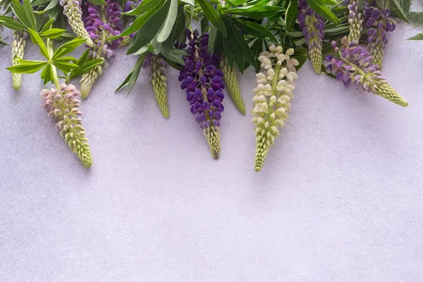 Lupine çiçekleri. Mor pembe tomurcuklar. Çiçek yapraklı arka plan. Lupinus yabani çiçeği