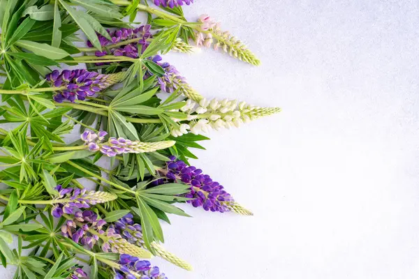 Lupine çiçekleri. Mor pembe tomurcuklar. Çiçek yapraklı arka plan. Lupinus yabani çiçeği