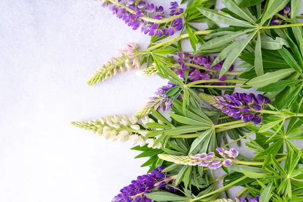 Lupine çiçekleri. Mor pembe tomurcuklar. Çiçek yapraklı arka plan. Lupinus yabani çiçeği