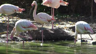 Pembe flamingo kuş gölü suyu. Flamingo hayatı. Doğa hayvanı.