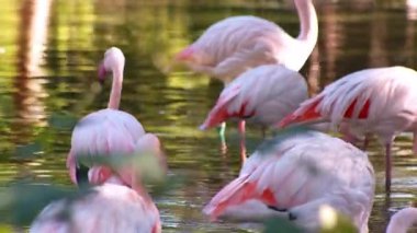 Pembe flamingo kuş gölü suyu. Flamingo hayatı. Doğa hayvanı.