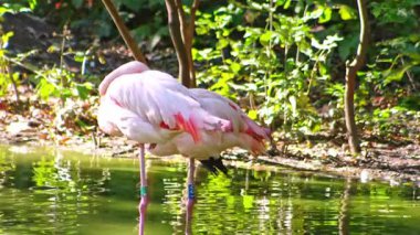 Pembe flamingo kuş gölü suyu. Flamingo hayatı. Doğa hayvanı.