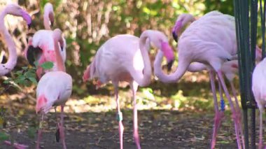 Pembe flamingo kuş gölü suyu. Flamingo hayatı. Doğa hayvanı.
