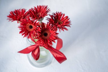 Gerbera Kırmızı Çiçekleri Cam Vazo beyaz arkaplan kopyalama boşluğunda tomurcuklanıyor