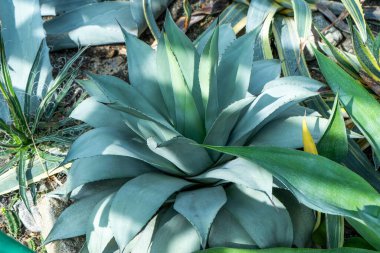 Agave bitkisi yeşil çiçek yetiştirecek. Mavi yapraklar