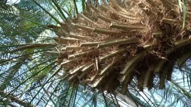 Palmiye ağacı gövdesi detayı. Kuru yaprak bitkisi.