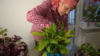 Kavanozda spatula. Kadın çiçek keser. Büyükannem ev çiçekleriyle ilgilenir. Çiçekçilik hobisi. Yeşil yapraklar. Ev bitkileri evi. Çiçekleri budama makasıyla kes