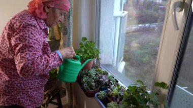Elinde su kovası olan bir büyükanne. Yaşlı bir kadın penceredeki çiçekleri sular. Evde sulu şeyler yetiştir. Çiçek yetiştirme bakımı.