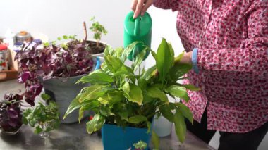 Elinde su kovası olan bir büyükanne. Yaşlı bir kadın spathiphyllum çiçeğini sular. Evde bitki yetiştir. Çiçek bakımı.